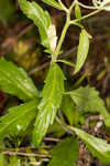 White thoroughwort